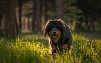 Världens 10 dyraste hundar